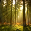 Госдума приняла в первом чтении законопроект о лесной амнистии
